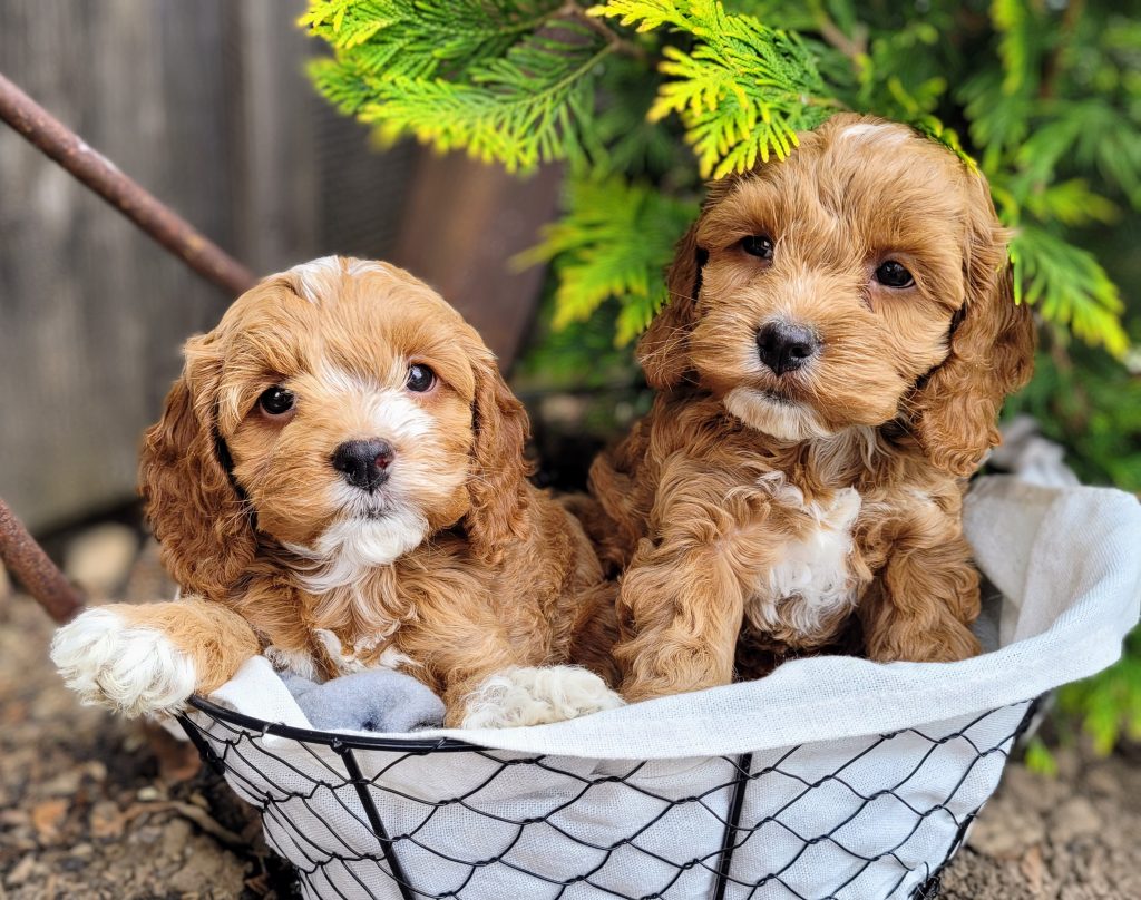 Spruce Ridge Kennels sells cute, healthy puppies. Browse available puppies today!